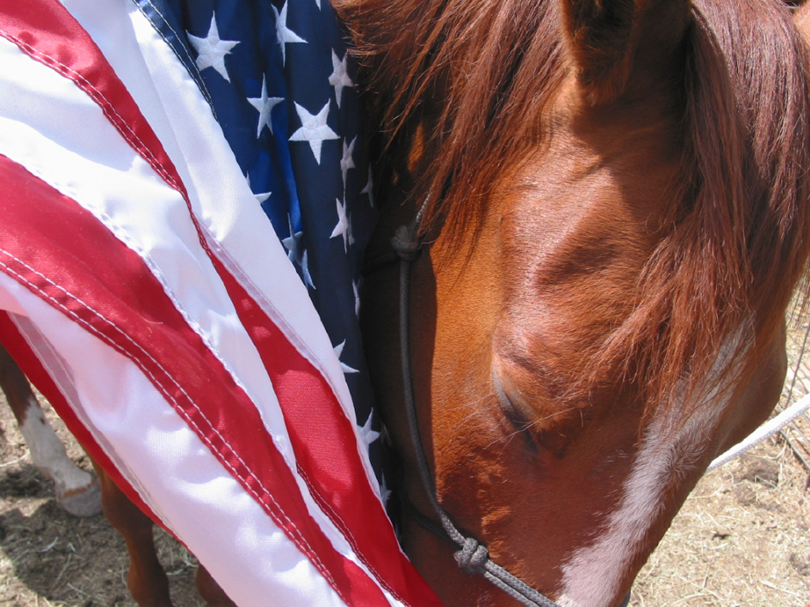 Fourth of July Beer for Your Horses?