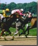 racehorse