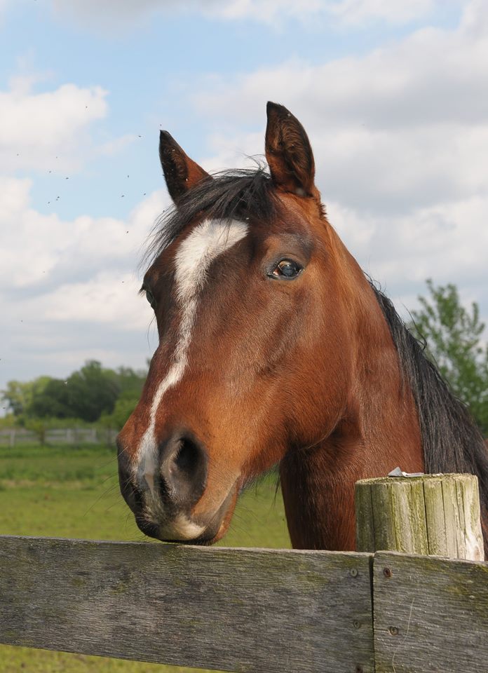 Gabriel, the Blind Horse