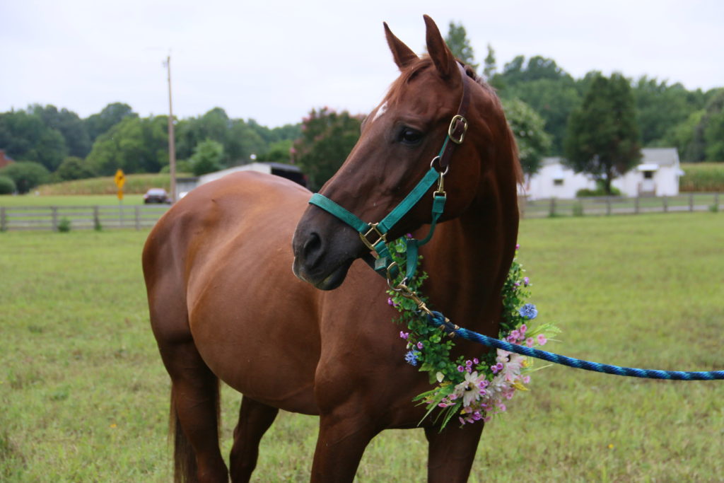 brown horse with roses around neck