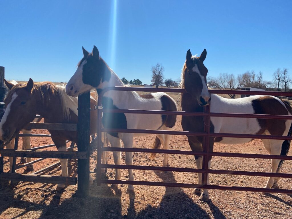 paint horses in pasture