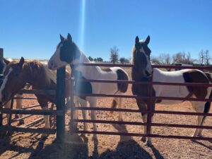 paint horses in pasture
