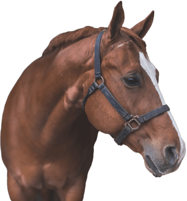 horse-looking-side