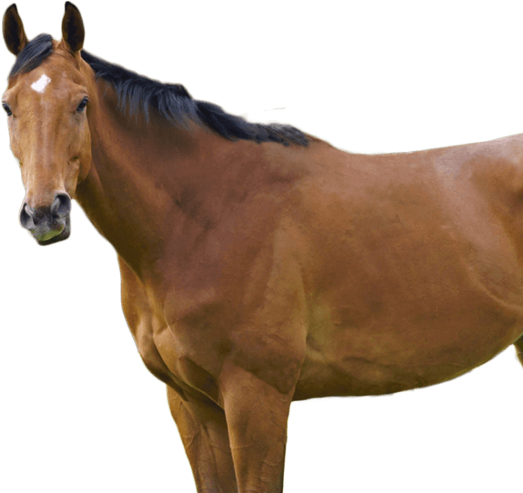 horses-staring-isolated (1)