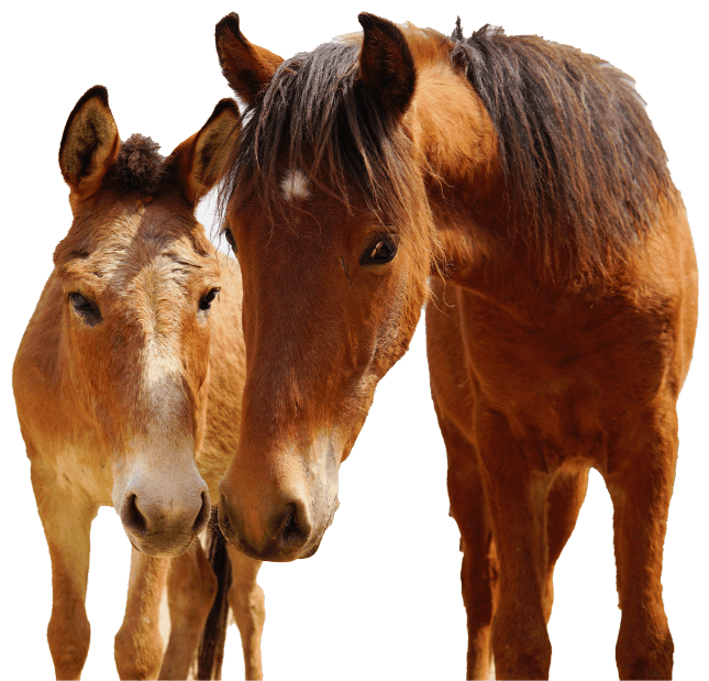rescue-horses.png78