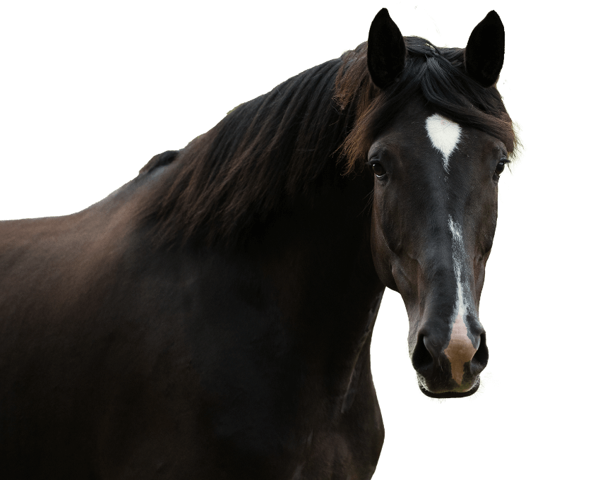 rescue-sign-up-horse