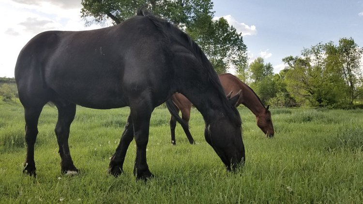 Black and bay horses grazing in a pasture