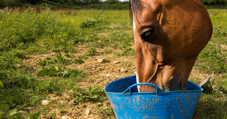 Feeding Horse