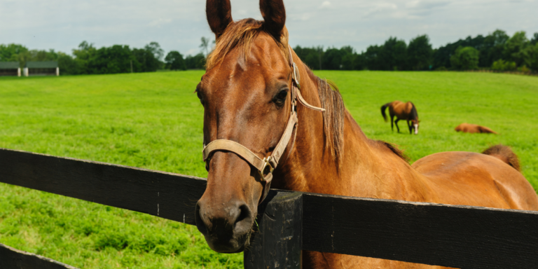 Pasture Horse