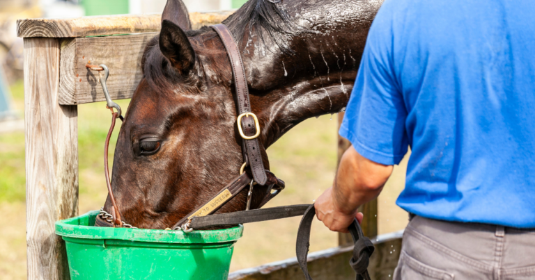 horse drinking water