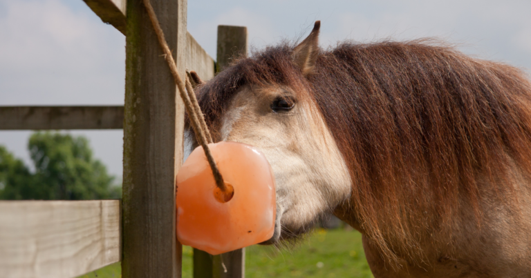 horse licking salt